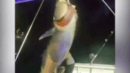 Video: Người phụ nữ một mình câu được cá ngừ nặng 450 kg và kéo nó lên thuyền