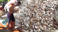 Video: Hàng trăm tấn cá ở làng bè Châu Đốc chết trắng, ngư dân nói do ảnh hưởng nguồn nước