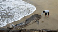 Video: Cá mập voi quý hiếm mắc cạn, người dân phải phân xác đem chôn