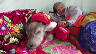 Video: Bà lão 75 tuổi nuôi trâu ngủ chung giường như thú cưng