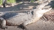 Video: Dùng dây thừng bắt cá sấu dài 4m, nhiều người hợp sức mới khiêng nổi