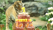 Video: 5 con hổ được tổ chức tiệc 'thôi nôi' hoành tráng ở Hàn Quốc