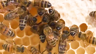 Video: Tòa án ở Mỹ tuyên bố ong nghệ là ‘một loài cá’, cần được bảo vệ
