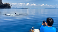 Video: Hai con cá voi xanh khổng lồ bất ngờ xuất hiện ở vùng biển Đề Gi