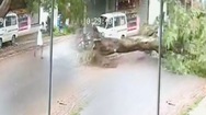 Video: Người đàn ông thoát chết trong gang tấc khi cây xanh bật gốc, ngã ngang đường