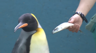 Video: Chim cánh cụt ở thủy cung ‘nói không’ với thức ăn rẻ tiền