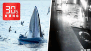 Bản tin 30s Nóng: Xe chở 30 du khách lao xuống bãi biển Phú Quốc; Cá voi xanh săn mồi ở biển Bình Định