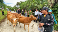 Video: Chương trình ‘Sinh kế hậu COVID-19’ trao bò giống cho hộ nghèo tại miền Trung