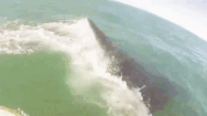 Video: Hai VĐV ‘may mắn’ được chạm trán 5 con cá voi, 1 người bị hất xuống biển