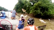 Video: Cá mè trắng thi nhau nhảy lên mặt nước, chỉ cần giơ vợt ra là bắt được