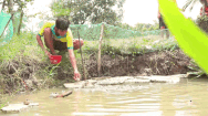 Video: Xem nông dân nuôi loài cá 'có chân', biết 'đi bộ, leo cây’