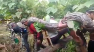 Video: Dân làng vây bắt con trăn 130kg, tám người mới khiêng được ra khỏi rừng