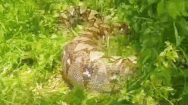 Video: Trăn 'khủng' nuốt chửng con heo nặng 20kg của nhà dân