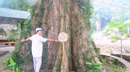 Video: Du khách đến Phú Quốc chiêm ngưỡng 'cụ' cây Kơ Nia 800 tuổi
