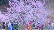 Video: Hoa anh đào khoe sắc thu hút du khách tại ‘Đà Lạt 2’ của Tây Nguyên