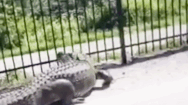 Video: Cận cảnh cá sấu phá hàng rào sắt tẩu thoát ở Mỹ
