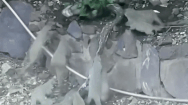 Video: 15 con cầy mangut cắn xé trăn lớn để giải cứu đồng loại đang bị siết