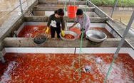 Lãi trăm triệu nhờ nuôi cá chép đỏ phục vụ ông Công, ông Táo