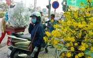 Mai tết Sài Gòn 'bay' đi Hà Nội, Campuchia