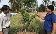 Nông dân miền Tây không ngồi bó tay, trồng cây thích nghi hạn, mặn Nông dân miền Tây không ngồi bó tay, trồng cây thích nghi hạn, mặn