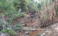 Hạn mặn sông Vàm Cỏ, bán đảo Cà Mau ở mức cao vào giữa tháng 4