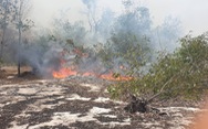 Rừng phòng hộ ven biển ở Quảng Nam bốc cháy ngùn ngụt nhiều giờ