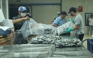 Người Đà Nẵng gửi 7 tấn cá tươi tiếp sức Sài Gòn chống dịch