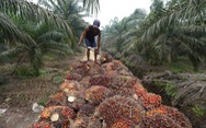 Indonesia siết chặt xuất khẩu dầu cọ