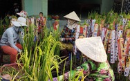 Lúa thơm làm kiểng cung ứng thị trường hoa Tết