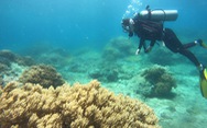 Về thiên đường biển Sơn Đừng lặn ngắm san hô