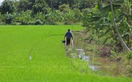 Thái Lan phát triển giống lúa Hom Le Noi chịu được lũ lụt