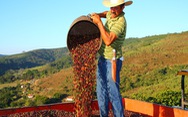 EU cấm nhập khẩu các sản phẩm cà phê, ca cao có xuất xứ do phá rừng