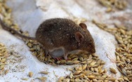 Nhà khoa học Trung Quốc đưa thêm bằng chứng biến thể Omicron bắt nguồn từ chuột