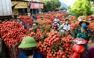 Tạo điều kiện cho các doanh nghiệp, thương nhân Trung Quốc thu mua vải thiều tại Bắc Giang