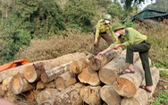 Khởi tố vụ phá rừng ở vùng cao Thanh Hóa