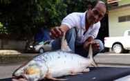 Bất ngờ tìm thấy cá chép hồi khổng lồ trên sông Mekong sau hàng chục năm