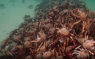 Video hàng ngàn con cua xếp chồng nhau dưới biển