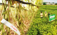 Vinasoy khảo nghiệm hơn 1.500 nguồn gen đậu nành quý tại Tây Nguyên