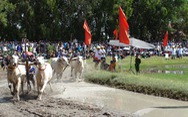 Hàng ngàn người 'đội nắng' xem ngày hội đua bò Bảy Núi