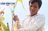 Lăng kính 24g: Nông dân thất thu vì hàng chục hecta trồng giống bắp mới không có hạt