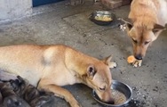 Chó mẹ bỏ miếng thịt vào bát nhường cho con ăn