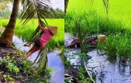 Cô gái đu tàu dừa bay vào ruộng lúa