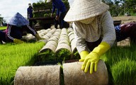 Mùa mạ non rộn ràng trên đồng Tháp Mười