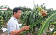 Việt Nam đứng đầu châu Á - Thái Bình Dương về sản lượng thanh long
