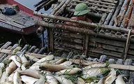 Thanh Hóa: Cá trên sông Mã chết hàng loạt không phải do dịch bệnh