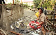 Trung Quốc tăng nhập khẩu cá tra Việt Nam