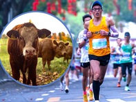 Giải bán marathon Trung Quốc trao bò, gà cho người thắng cuộc