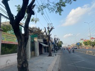 Vì sao hàng cây xanh ở quận Bình Tân bị cắt trụi lủi giữa lúc nắng nóng?