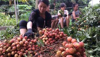 200 tấn vải thiều lên máy bay sang Thái 200 tấn vải thiều lên máy bay sang Thái