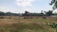 Giá đất nông nghiệp Long An giảm sau cơn sốt Giá đất nông nghiệp Long An giảm sau cơn sốt